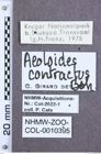 Etikette zu Aeoloides contractus (NHMW-ZOO-COL-0010395)